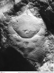 Historisches Foto von Cracensigillatus acutirostris (Moericke, 1889) (NHMW-AFW-GEO-BACHMAYER-FOTO-1990-0041-0472)